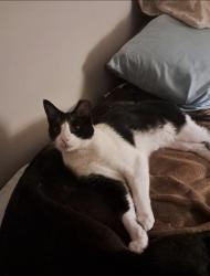 Lost Female Cat last seen Town Hall, Walkersville, MD 21793