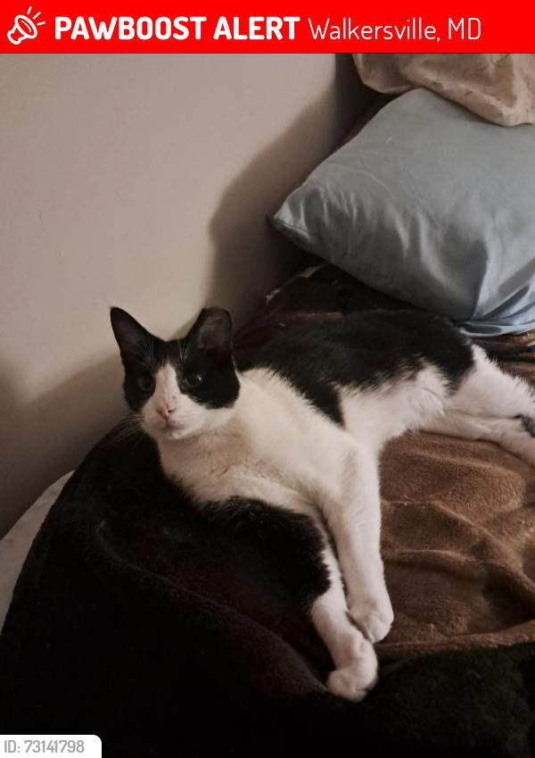 Lost Female Cat last seen Town Hall, Walkersville, MD 21793