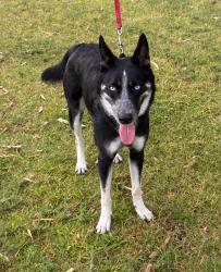 Reunited Female Dog last seen 14th Street and Del Valle, Tucson, AZ 85711