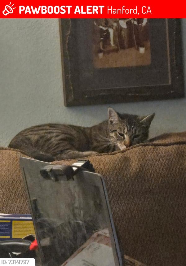Lost Female Cat last seen Leland & Douty, Hanford, CA 93230