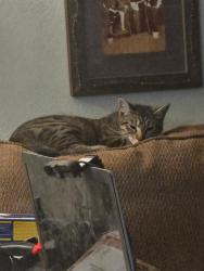 Lost Female Cat last seen Leland & Douty, Hanford, CA 93230