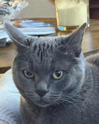 Reunited Female Cat last seen Ninth Street Hoboken, NJ, Hoboken, NJ 07030