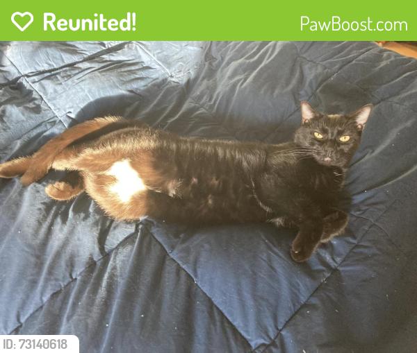Reunited Female Cat last seen Between M-37 & Collier, Battle Creek, MI 49017