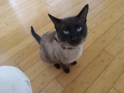 Lost Male Cat last seen Southland dr, Calgary, AB T2W 0A1