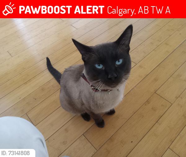 Lost Male Cat last seen Southland dr, Calgary, AB T2W 0A1