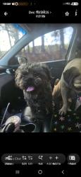 Lost Male Dog last seen Brook Ln NW, Wilson, NC 27896