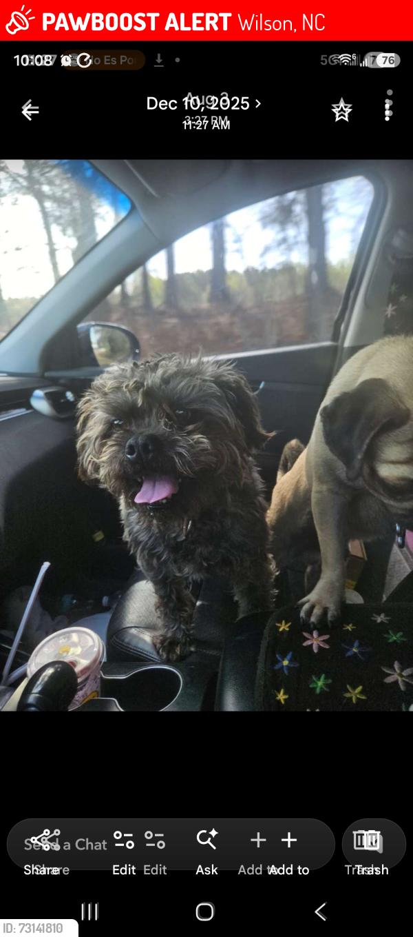 Lost Male Dog last seen Brook Ln NW, Wilson, NC 27896