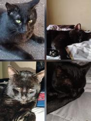 Lost Male Cat last seen Branford Green, Branford, CT 06405