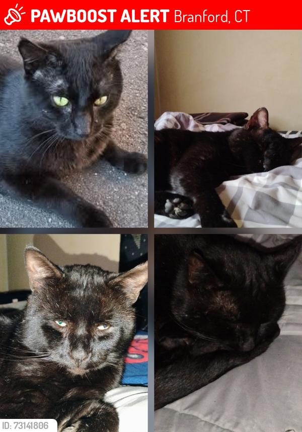 Lost Male Cat last seen Branford Green, Branford, CT 06405