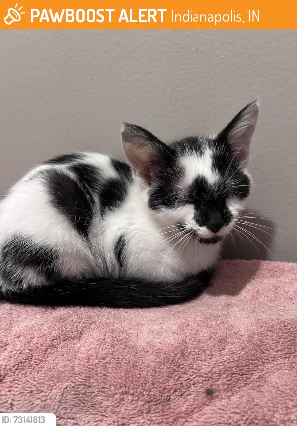 Found/Stray Female Cat last seen mac’s the hair place, Indianapolis, IN 46239