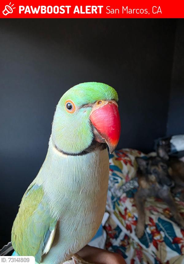 Lost Male Bird last seen San marcos blvd and ranch santa fe, San Marcos, CA 92078