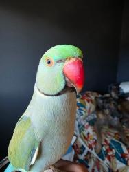 Lost Male Bird last seen San marcos blvd and ranch santa fe, San Marcos, CA 92078