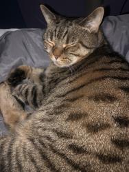 Reunited Female Cat last seen Tabby, West Midlands, England WS1 4AW