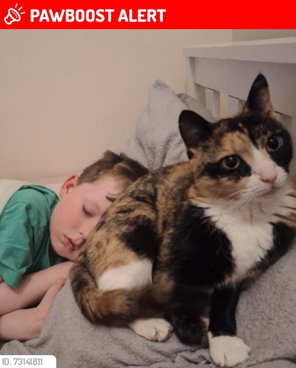 Lost Female Cat last seen Beersbridge road, Belfast, Northern Ireland 