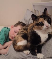 Lost Female Cat last seen Beersbridge road, Belfast, Northern Ireland 