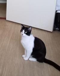Reunited Male Cat last seen Craig's park, Greater London, England N18 2EL