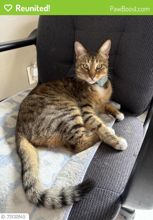 Reunited Male Cat last seen Tehama st and Birch st, Oxnard, CA 93035