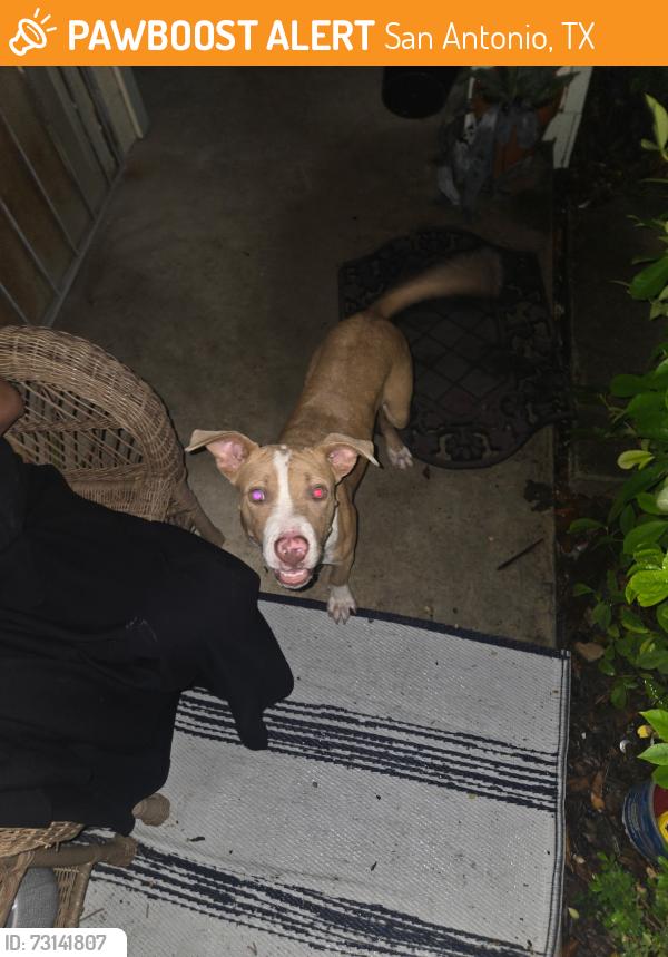 Found/Stray Female Dog last seen Culebra and Griggs, San Antonio, TX 78237