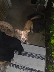 Found/Stray Female Dog last seen Culebra and Griggs, San Antonio, TX 78237
