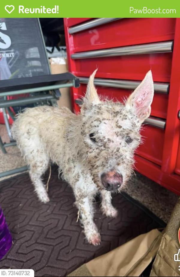 Reunited Male Dog last seen Near and Nob Hill, Burleson, TX 76028