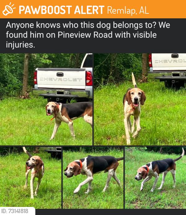 Found/Stray Male Dog last seen Pineview rd, Remlap, AL 35133