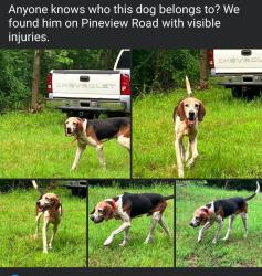 Found/Stray Male Dog last seen Pineview rd, Remlap, AL 35133