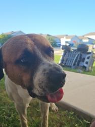 Found/Stray Male Dog last seen Dutra Rd/Couples pass, San Antonio, TX 78221