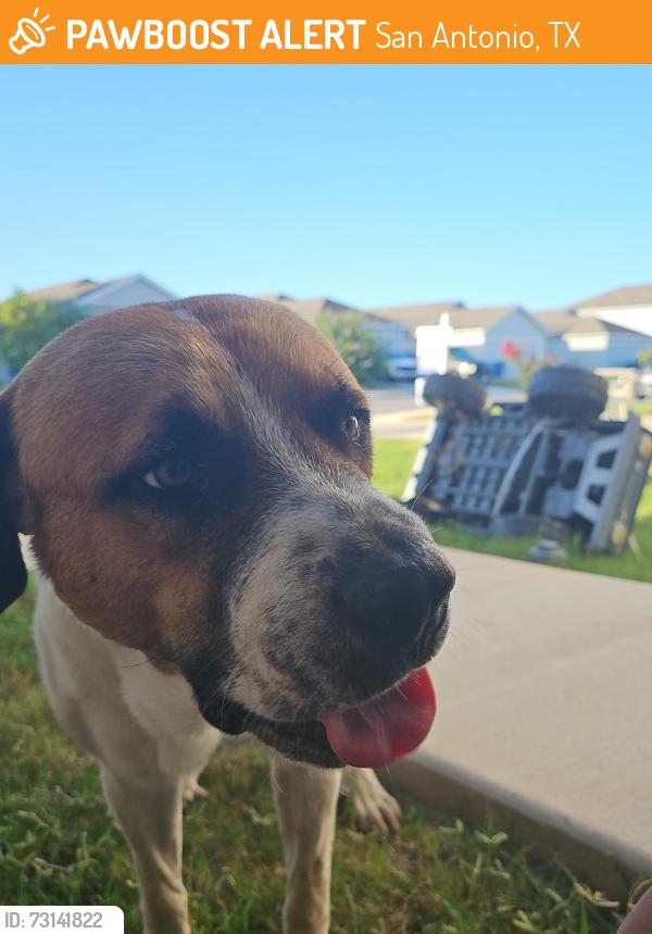 Found/Stray Male Dog last seen Dutra Rd/Couples pass, San Antonio, TX 78221