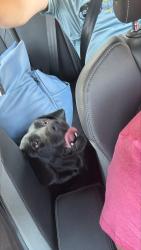 Reunited Unknown Dog last seen Frimley road, Warwick road, Ash Vale, England GU12 5PH