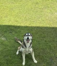 Found/Stray Male Dog last seen Strickland rd, Sampson County, NC 28334