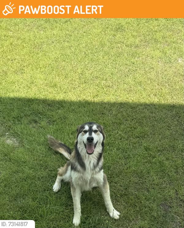 Found/Stray Male Dog last seen Strickland rd, Sampson County, NC 28334