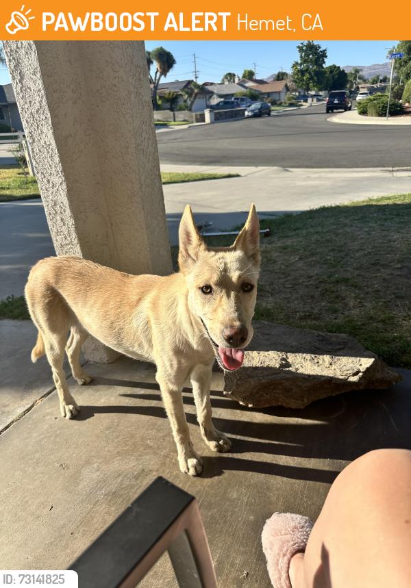 Found/Stray Female Dog last seen Karee and Washington, Hemet, CA 92544