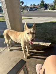 Found/Stray Female Dog last seen Karee and Washington, Hemet, CA 92544