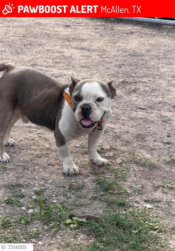 Lost Male Dog last seen Cortez ave McAllen, McAllen, TX 78503