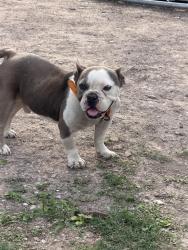 Lost Male Dog last seen Cortez ave McAllen, McAllen, TX 78503