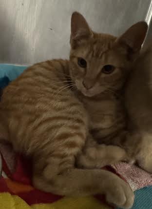 Shelter Stray Male Cat last seen , 14409 Vanowen St, Van Nuys, CA 91405, USA