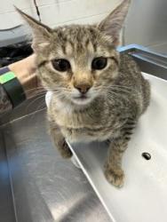 Shelter Stray Female Cat last seen ALAMANCE COUNTY, 221 Stone Quarry Rd, Burlington, NC 27217, USA