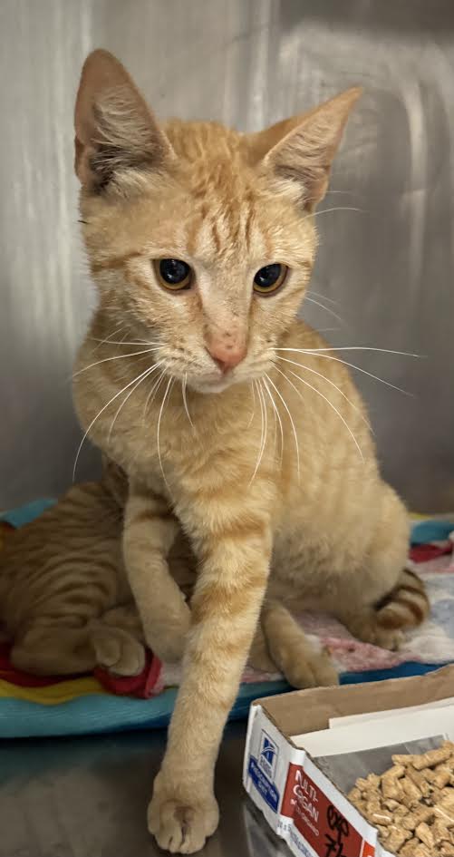 Shelter Stray Female Cat last seen , 14409 Vanowen St, Van Nuys, CA 91405, USA