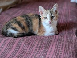 Shelter Stray Female Cat last seen , 100 Caja Del Rio Rd, Santa Fe, NM 87507, USA
