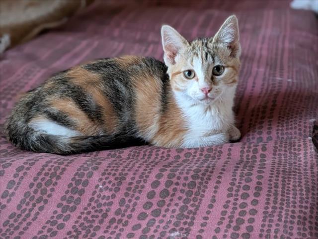 Shelter Stray Female Cat last seen , 100 Caja Del Rio Rd, Santa Fe, NM 87507, USA