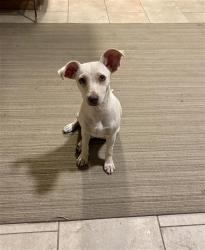 Shelter Stray Female Dog last seen , 4710 TX-151, San Antonio, TX 78227, USA