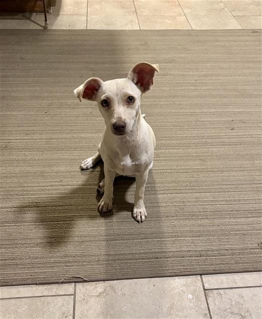 Shelter Stray Female Dog last seen , 4710 TX-151, San Antonio, TX 78227, USA