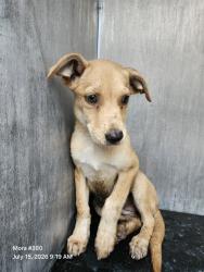 Shelter Stray Female Dog last seen GUADALUPE ST & SW 19TH ST, 4710 TX-151, San Antonio, TX 78227, USA