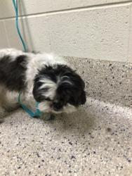Shelter Stray Female Dog last seen Near BLOCK HAWK ST, 12155 Park Blvd, Brighton, CO 80601, USA