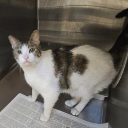 Shelter Stray Female Cat last seen , 3201 Lacy St, Los Angeles, CA 90031, USA