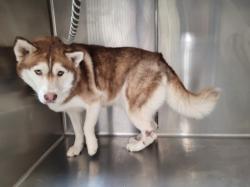 Shelter Stray Female Dog last seen , 3201 Lacy St, Los Angeles, CA 90031, USA