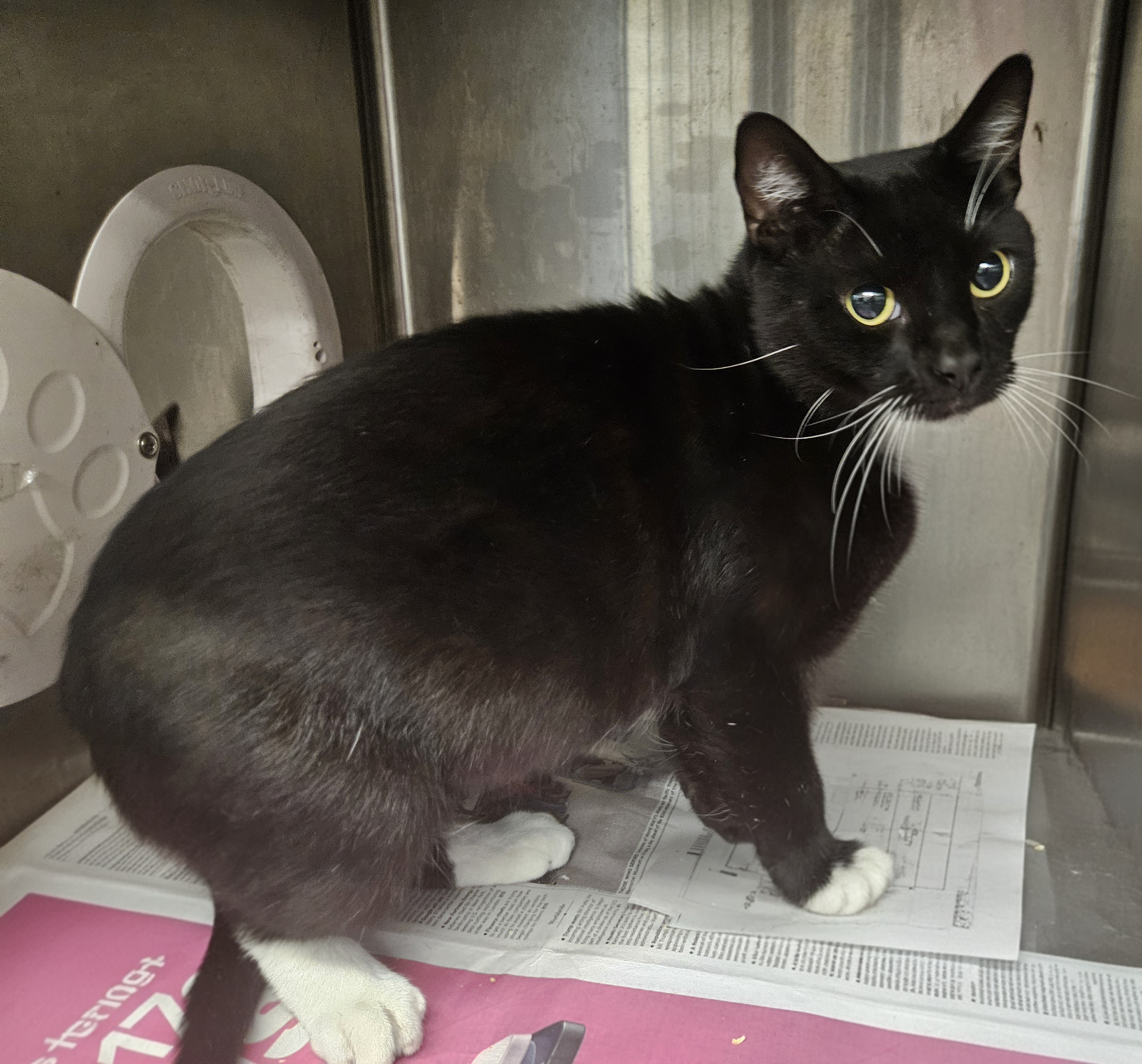 Shelter Stray Male Cat last seen , 3201 Lacy St, Los Angeles, CA 90031, USA