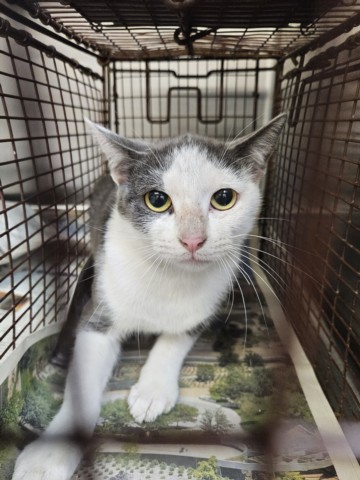 Shelter Stray Female Cat last seen , 3201 Lacy St, Los Angeles, CA 90031, USA