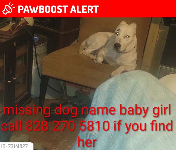 Lost Female Dog last seen Near timberwood dr. lenoir nc, Cajah's Mountain, NC 28645