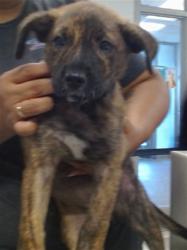Shelter Stray Female Dog last seen SW 44TH AND SHIELDS BY ON CUE IN THE ROAD, 2811 SE 29th St, Oklahoma City, OK 73129, USA